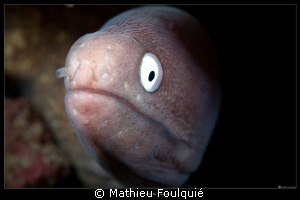 Moray by Mathieu Foulquié 